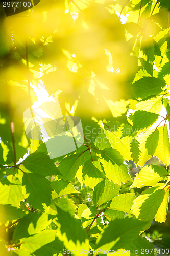 Image of Grape leaves background