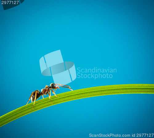 Image of Ant and green grass