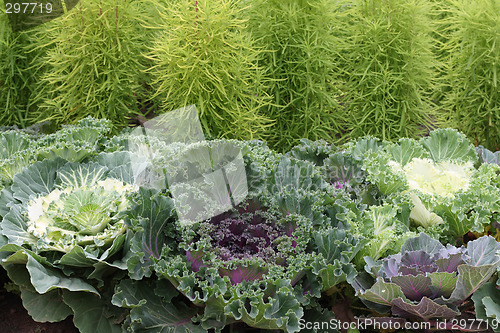 Image of Bed of ornamental cabbage