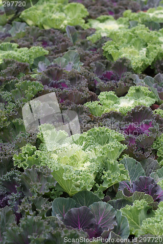 Image of Kale, focus on white leaves