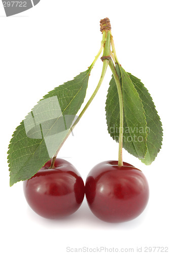 Image of Couple of ripe sour cherries