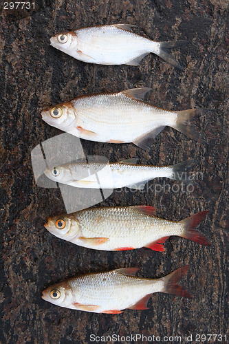 Image of Five small fishes on stone