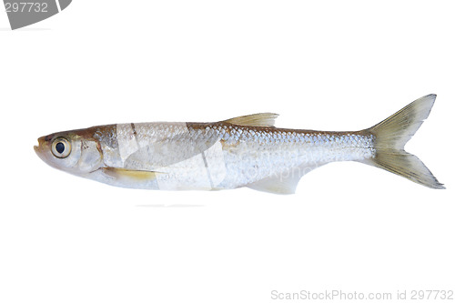 Image of Small freshwater fish