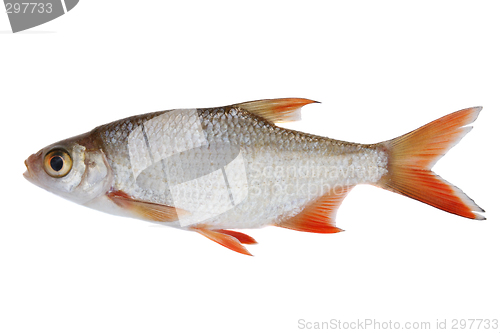 Image of Small fish