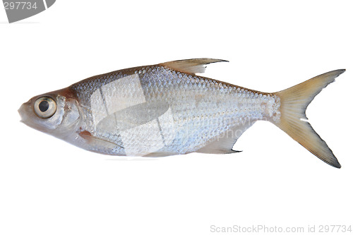 Image of Freshwater fish