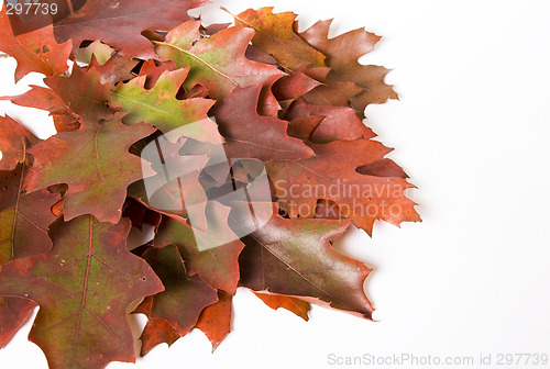 Image of Autumn foliage