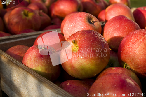 Image of Red apple