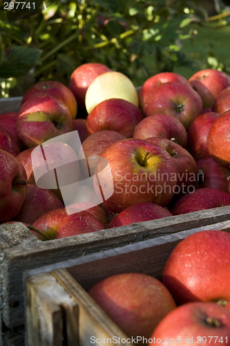 Image of Red apple