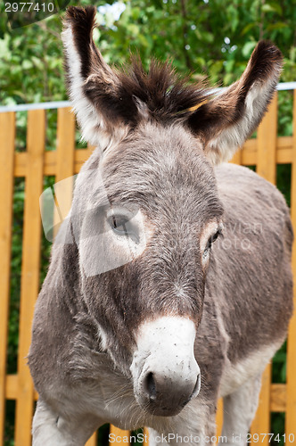 Image of Donkey