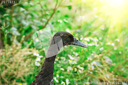 Image of black duck