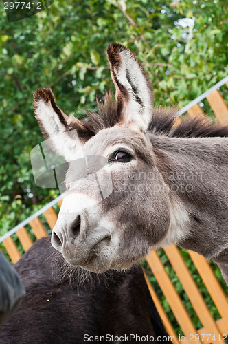 Image of Donkey