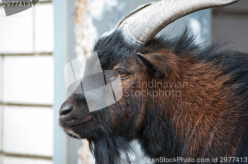 Image of Sheep ram