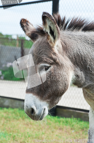 Image of Donkey