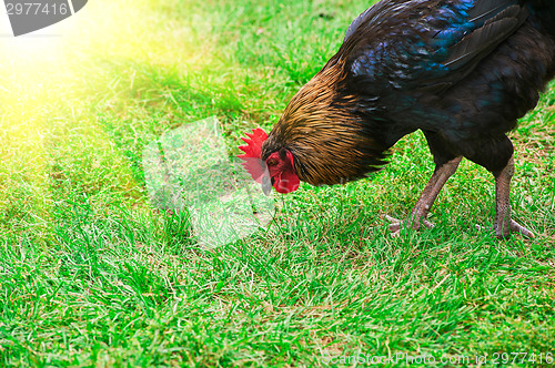 Image of Rooster cock