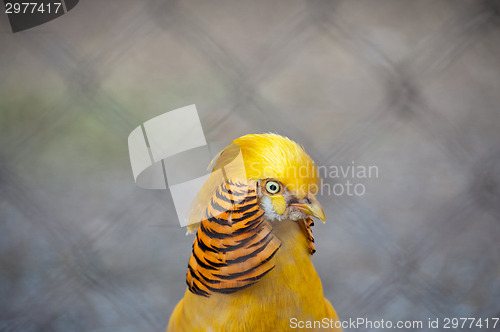 Image of Pheasant