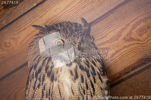 Image of  eagle owl