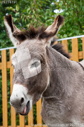 Image of Donkey