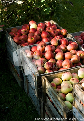 Image of Red apple