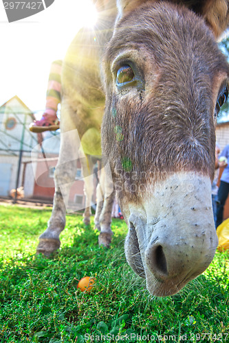 Image of Donkey