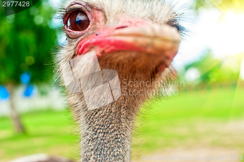 Image of ostrich