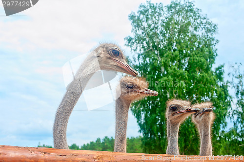 Image of ostriches