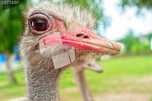 Image of ostrich