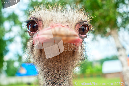 Image of ostrich