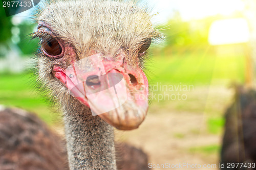 Image of ostrich