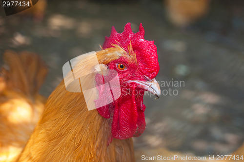 Image of Rooster cock