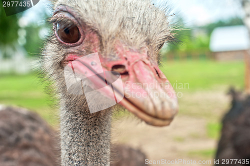 Image of ostrich