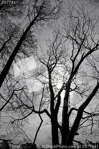 Image of Bare trees