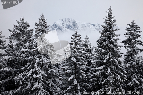 Image of Winter forest