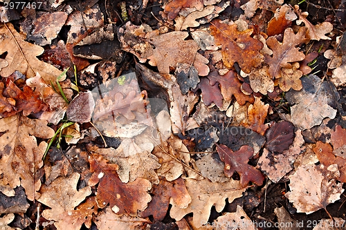 Image of Fallen leaves