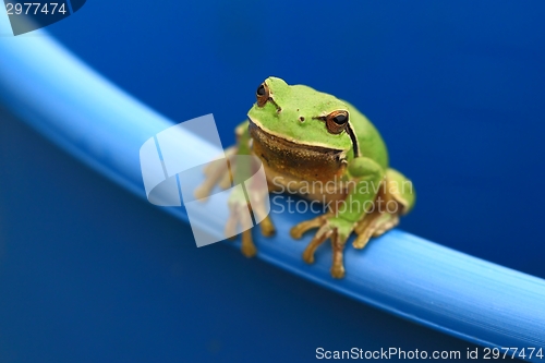 Image of Green Tree Frog