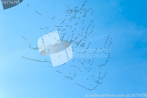 Image of Geese Flying