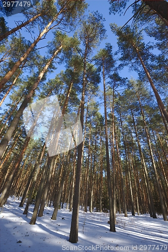 Image of Winter Forest