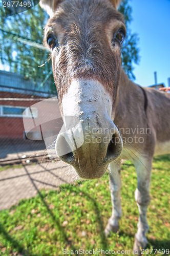 Image of Donkey