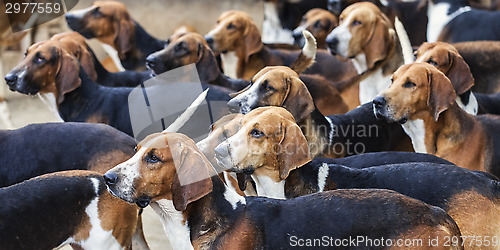 Image of The Hounds