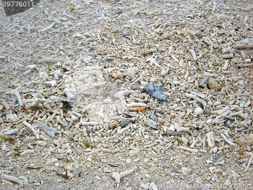 Image of coral pieces