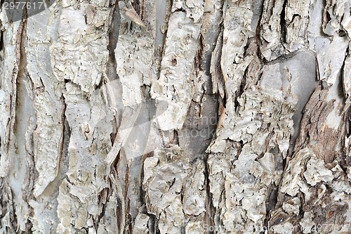 Image of Old Wood Tree Texture Background Pattern