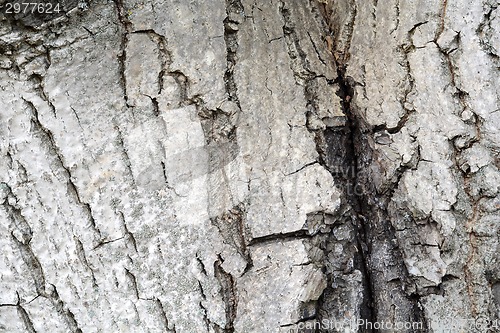 Image of Texture of tree bark