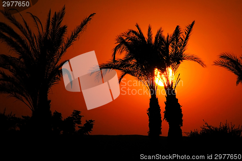 Image of Sunset in Egypt