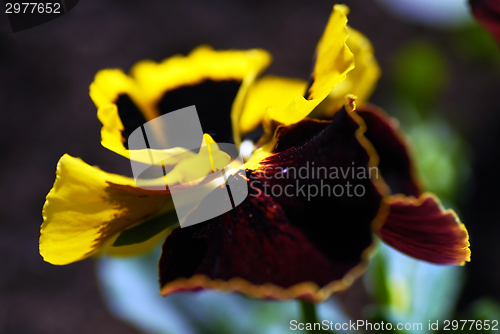 Image of Viola tricolor plant