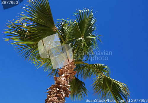 Image of Palm tree