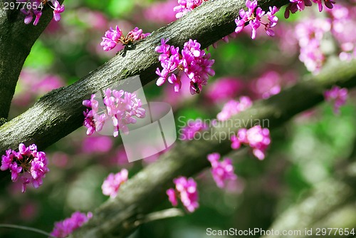 Image of Eastern redbud