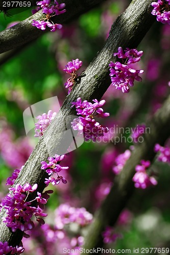 Image of Eastern redbud