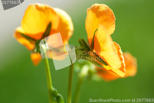 Image of Yellow viola