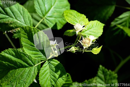 Image of Blooming raspberry plant