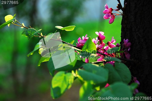 Image of Eastern redbud