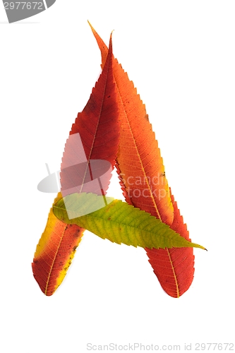 Image of Letter made out of Leaves